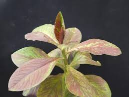 Image result for Synadenium cameronii