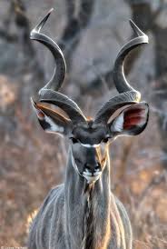 Image result for Aneulophus