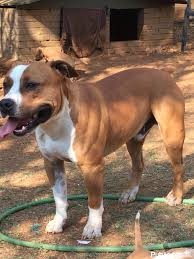 Our american staffordshire terrier puppies for sale come from either usda licensed commercial breeders or hobby breeders with no more than 5 breeding mothers. American Staffordshire Puppies For Sale Alberton Dogs Puppies Public Ads