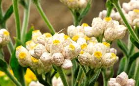 Image result for Pseudognaphalium oligandrum