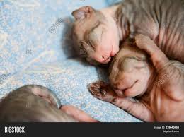 Newborn Kittens Sphynx Image Photo Free Trial Bigstock
