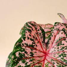Lovely pink caladium bulbs for sale | pink gem this caladium's frilly, rosy pink leaves edged in forest green and highlighted with crimson veining make a bright, fun statement in any garden. Plant Circle Online Rare And Exotic Plant Store For The True Plant Lovers