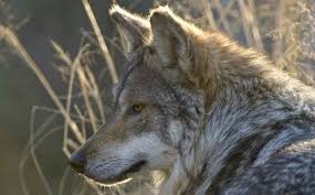 Twistling Grey Wolf Wolf Photos Animals