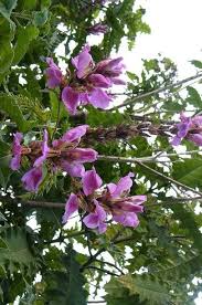 Image result for Acanthus polystachyus