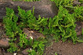 Image result for Selaginella imbricata