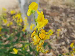 Image result for Crotalaria oocarpa