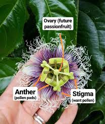 Maybe you would like to learn more about one of these? How To Hand Pollinate Passion Fruit Flowers Homestead And Chill