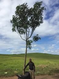 Image result for Harpephyllum afrum