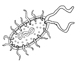Bacteria Prokaryote Cell Coloring Super Coloring Pages Prokaryotes Prokaryotic Cell