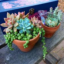 The 9 Plants Every It Girl Has In Her Home Succulent Garden Diy Succulents Succulents Diy