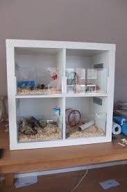 Afbeelding Afbeelding Babyhamster Blackhamster Dwarfhamster Eichhornchen Hausschwein Hamster Gehege Hamster Ideen