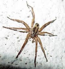 I got disarmed by a camel spider. Camel Spiders