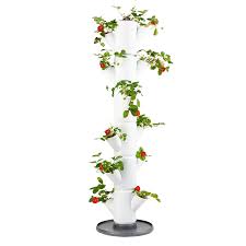 The cindy margurita strawberry and basal. Sissi Strawberry Classic Mit 6 Etagen Gusta Garden