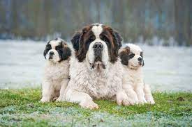 The saint comes in shorthaired and longhaired varieties, the shorthaired being the one. Saint Bernard Gentle Giants Known For Patience Protectiveness