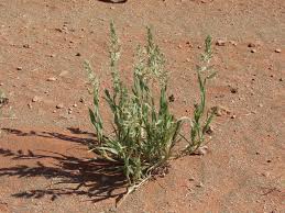 Image result for Schmidtia kalahariensis