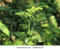 Image result for Araliaceae
