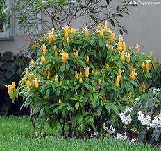 Image result for Pachystachys