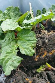 How To Grow Rhubarb From Seed Gardener S Path