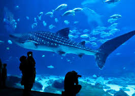 Next time i will know. Georgia Aquarium Whale Sharks Exhibits Behind The Scenes