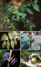 Image result for Memecylon sp. D