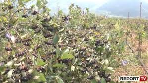 La c illadina @ glo baln el.il. Report Tv Al Kompani Mediatike Lajmesh