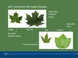 Diameter growth continues at a decreasing rate with age and size. Tree Identification