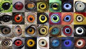 Image result for artistic divergence eyeballs