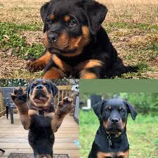 Image result for Rotala gossweileri