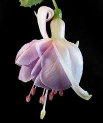 Pin On Flowers