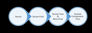 Check spelling or type a new query. Cell Culture Basics Stem Cell Media The What And Why
