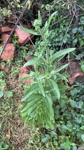 Image result for Kalanchoe lanceolata