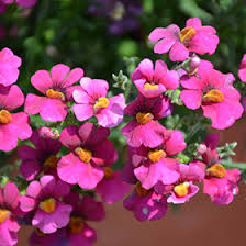 Image result for Nemesia