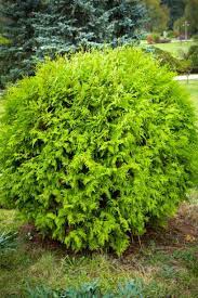 Like coniferous evergreens, evergreen shrubs create an everlasting framework for seasonal garden plantings. 20 Essential Evergreen Shrubs Best Types Of Evergreen Bushes