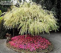 Nishiki Willow Trained As Standard Dappled Willow Tree Dappled Willow Willow Tree