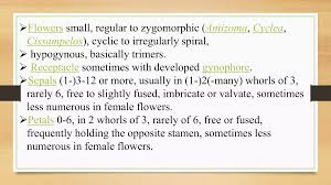 Image result for Antizoma