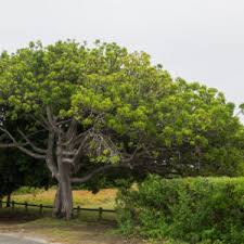 Image result for Harpephyllum afrum