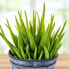 Image result for Aloe buchananii