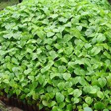 Image result for Croton macrostachyus