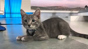 Tabby male kitten, fosset, 3 months old, lying with his head up 3 month old kitten care. Pet Of The Week 3 Month Old Kitten Named Jerry Abc7 Los Angeles