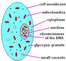 It is surrounded by a membrane and functions the main function of the large central vacuole in plant cells is to provide structural support; Revision Centre Human Biology Edexcel Igcse Cells And Tissues