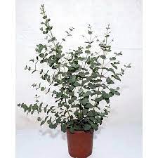 Silver Dollar Eucalyptus Plant Easy Indoors Or Out 4 Pot Collector S Series Walmart Com Eucalyptus Plant Indoor Plants Plants Toxic To Dogs