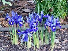 Hd00:35wild yellow irises bloom in early summer. Iris Flowers Rainbow Plants In Your Garden