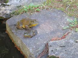 Check spelling or type a new query. Bullfrog Frogwatch