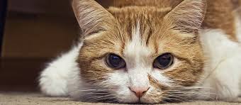 The steroids will only possibly slow down the progress of the cancer and give her a little more time. Lymphoma In Cats Everything You Need To Know Care Com