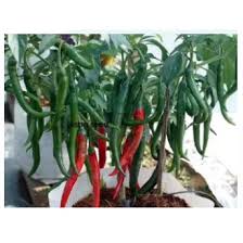 Bagi tekstur pula, kacang tanah dikisar kasar dan minyaknya pecah dan terapung elok di dalam kuah menandakan kuah dimasak dengan masa yang secukupnya dan bakal tahan lama jika disimpan. Biji Benih Cili Merah Panjang Pedas Shopee Malaysia