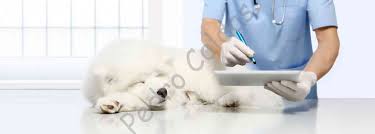 O Futuro da Medicina Veterinária - Blog Pedro Caldas