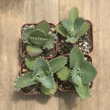Image result for Kalanchoe daigremontiana