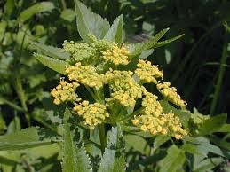 Image result for Asclepias aurea