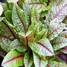 Maybe you would like to learn more about one of these? Seminte D 36 Macris Sangeriu Rumex Sanguineus