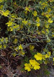 Image result for Hibbertia